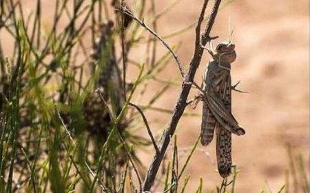 هشدار؛ احتمال بالای هجوم ملخ‌های صحرایی به جنوب کرمان
