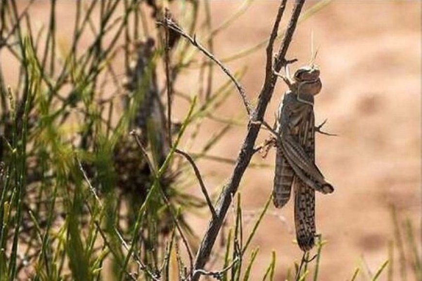 هشدار؛ احتمال بالای هجوم ملخ‌های صحرایی به جنوب کرمان